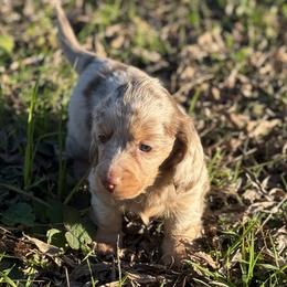 Dachshund Puppies from Red Dirt Doxies