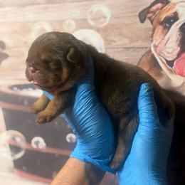 Jolene - Chocolate tri-color female Bulldog puppy in Angelica, New York from Snapp Valley Bulldogs