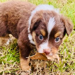 Pippi - Red tri female Miniature Australian Shepherd puppy in Hempstead, Texas from Young Gun Aussies