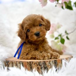 Chestnut - Red male Cavapoo puppy in Queen Creek, Arizona from Dulcito Doodles
