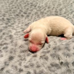 Willow - Cream female Dachshund puppy in Wrightwood, California from Twinkle Dachs