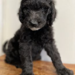 Havanese, Poodle, and Sheepadoodle Puppies from KK's Doodles and Havanese