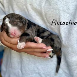 Pistachio - Blue merle male Bernedoodle puppy in Pennsylvania from Bells Bernedoodles