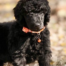 Mr. Orange Collar - Blue male Poodle puppy in Screven, Georgia from Dreamland Standard Poodles
