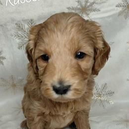 Russell - Red  male Goldendoodle puppy in Eau Claire, Wisconsin from Fisher River Doodle's
