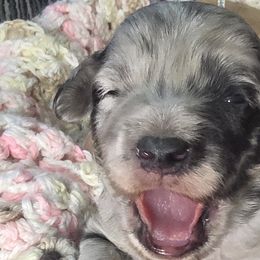 Goldendoodles from 3Dawn Doods