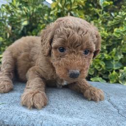 Mississippi - Apricot female Aussiedoodle puppy in Blackfoot, Idaho from Draper Mountain Doodles