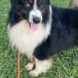 Luke - Australian Shepherd