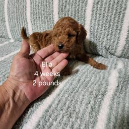 Dark blue collar Ella - Apricot female Goldendoodle puppy in Fairmount, Indiana from Capens' Doodles,Poodles and Poo's