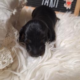 Three Black and Tan - Black and tan female Dachshund puppy in Gordon, Georgia from Long Dogs Yellow Farm