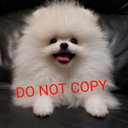 Timmy - Pomeranian