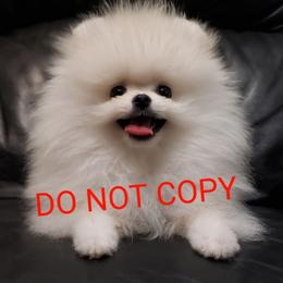 Timmy - Pomeranian