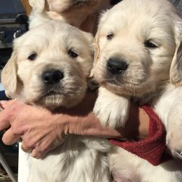 Golden Retriever and Labrador Retriever Puppies from Golden Hills Retrievers