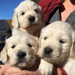 Golden Retriever and Labrador Retriever Puppies from Golden Hills Retrievers