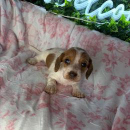 Lindsey - Piebald female Dachshund puppy in Lake City, Florida from My Ditzy Doxies of Florida