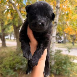 Dracula - Black male German Shepherd puppy in Perrysburg, Ohio from Fancy GSDs