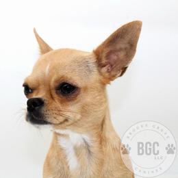 Peach - Chihuahua