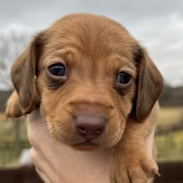 Raphael - Red Dachshund puppy in Salvisa, Kentucky from Howell’s Hounds