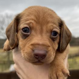 Raphael - Red Dachshund puppy in Salvisa, Kentucky from Howell’s Hounds