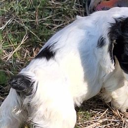 Cocker Spaniels from Mekas Cocker Spaniel