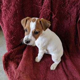 Brown - Tri-colored male Parson Russell Terrier puppy in Phelan, California from Heather's Puppies