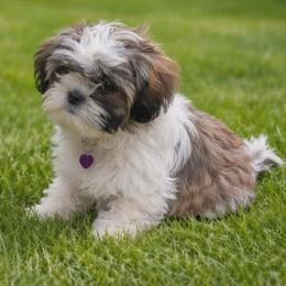 Shih Tzu puppies from 2 Sons & 4 Paws Puppies