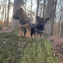 German Shepherd Puppies from Rammstein Kennels