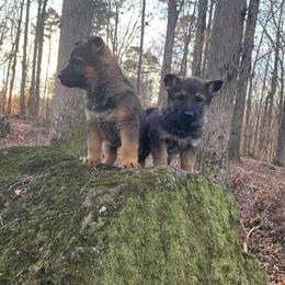 German Shepherd Puppies from Rammstein Kennels