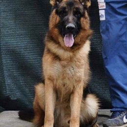 German Shepherd All Grown Up from Haus Der Valkyrie German Shepherds