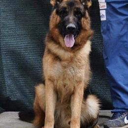 German Shepherd All Grown Up from Haus Der Valkyrie German Shepherds