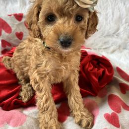 Winter - Red and white female Cockapoo puppy in Adrian, Oregon from ApplebyFarm