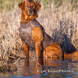 Golden Retriever puppies from Nomadic Reds Golden Retrievers
