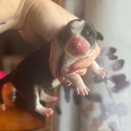 Baron - Black and tan male Pembroke Welsh Corgi puppy in East Oakdale, California from Rhettro Kennels
