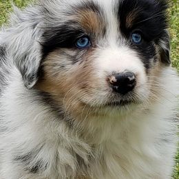 Australian Shepherd Puppies from Red Feather Aussies