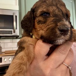 Bernedoodle Puppies from Triple W Doodles