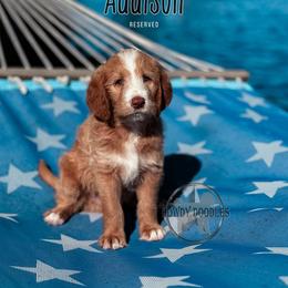 Bordoodle and Labradoodle Puppies from Howdy Doodles