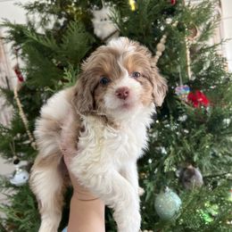 Aussiedoodle and Goldendoodle Puppies from Saddle Hill Farms