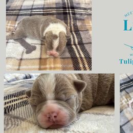 Luigi - Lilac male Boston Terrier puppy in El Paso, Texas from Little Mister and Little Miss Boston Terriers