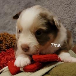 Tina - Red merle female Miniature Australian Shepherd puppy in Waxhaw, North Carolina from Cane Creek Aussies