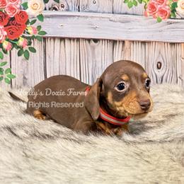 Chocolate and Tan Male Smooth Red Collar - Chocolate and tan male Dachshund puppy in Cleveland, Tennessee from Kelly's Doxie Farm