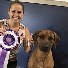 Rhodesian Ridgeback Puppies from Zambezi River Ridgebacks