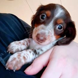Dachshund Puppies from Wilson's Kennels