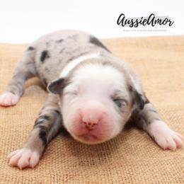Skylar - Blue merle female Miniature Australian Shepherd puppy in Pinehurst, Texas from Aussie Amor