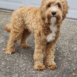 Cuddles - Australian Labradoodle