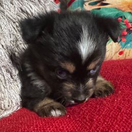 Concession - Black tri female Toy Australian Shepherd puppy in Mount Airy, North Carolina from Brickell Farms