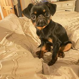 Brussels Griffon puppies from Baringer Brussels