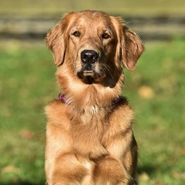 Golden Retrievers from Goldiggers Golden Retrievers