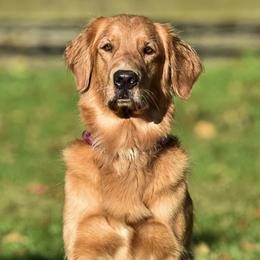 Golden Retrievers from Goldiggers Golden Retrievers