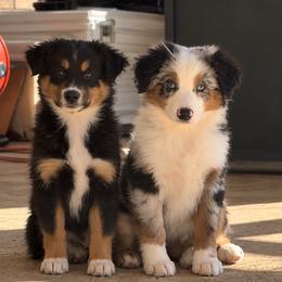 Nova - Black tri female Miniature Australian Shepherd puppy in Luling, Texas from Little Wood Toy and Mini Aussies