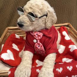 Noel - White male Poodle puppy in Mobile, Alabama from Semmy’s Standard Poodle LLC